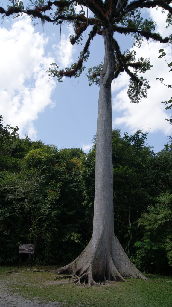 Mis puud Tikal-is!