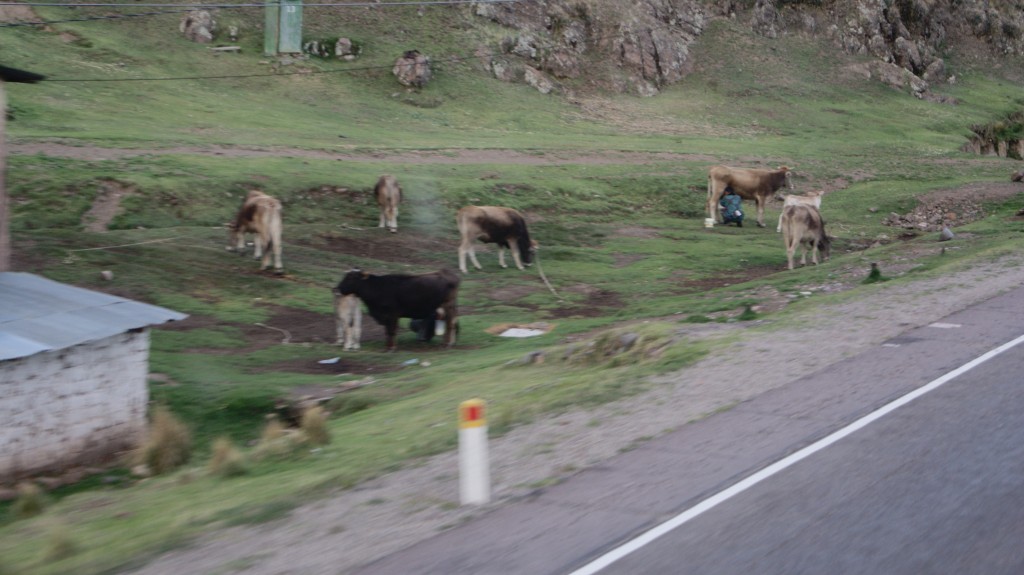 ...lehma lüpsmine, teel Cuscosse!